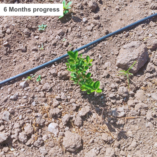Cultivating Responsibility: Media Fusion’s Green Step with PRSI 2025 – 6 months
