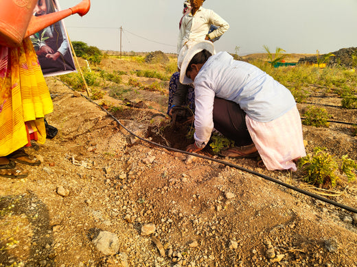 Each Tree, a Step Forward: Nutanix's Agroforest CSR Initiative – Planting