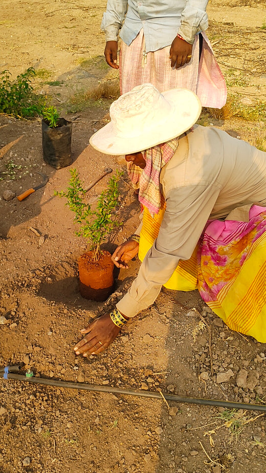 Each Tree, a Step Forward: Nutanix's Agroforest CSR Initiative – Planting