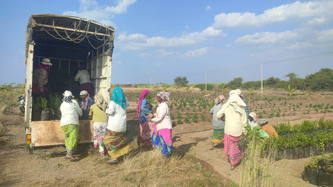 Simpplr Tree Plantation Drive with Employees