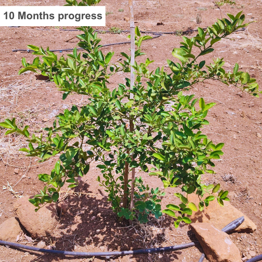 Nature First: Tarasafe’s World Nature Conservation Day Drive – 6 months