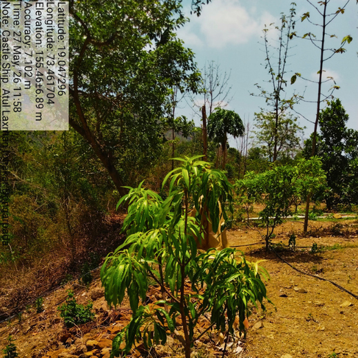 Beyond the Waves: Castle Ships’ Agroforestry Drive for Climate Action – 1 year