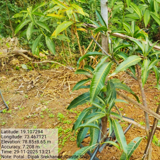 Beyond the Waves: Castle Ships’ Agroforestry Drive for Climate Action – 1 year