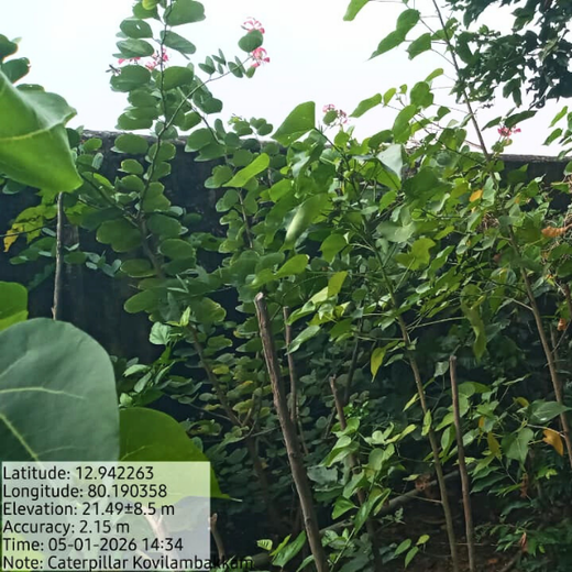 Caterpillar's Legacy: A Learning forest in Kovilambakkam, Chennai – 2 years