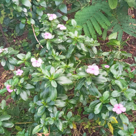 Caterpillar's Legacy: A Learning forest in Kovilambakkam, Chennai – 2 years