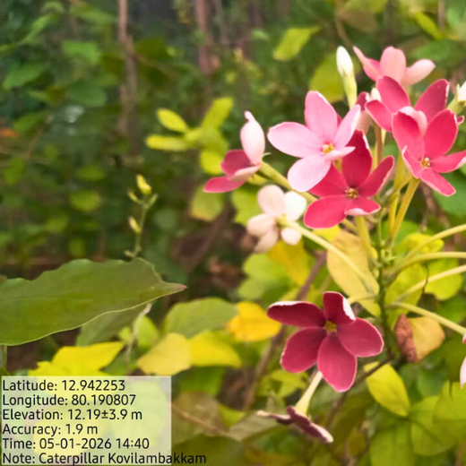 Caterpillar's Legacy: A Learning forest in Kovilambakkam, Chennai – 2 years