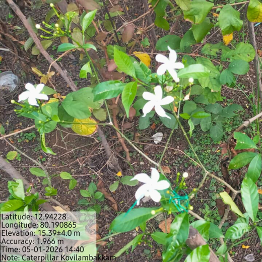 Caterpillar's Legacy: A Learning forest in Kovilambakkam, Chennai – 2 years