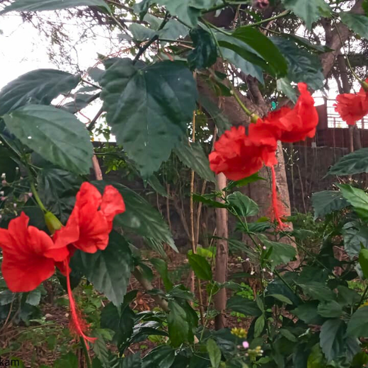 Caterpillar's Legacy: A Learning forest in Kovilambakkam, Chennai – 2 years