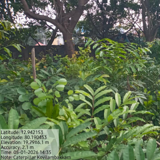 Caterpillar's Legacy: A Learning forest in Kovilambakkam, Chennai – 2 years