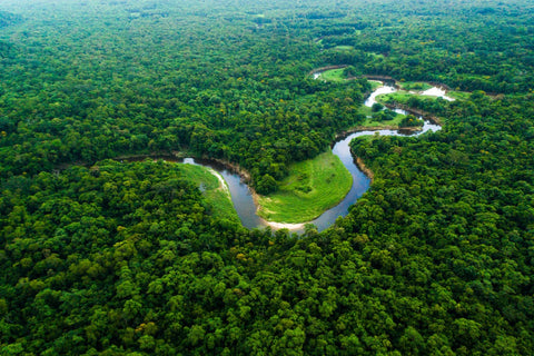 Ayodhya Green Haven: Community Green Cover by Grow Billion Trees