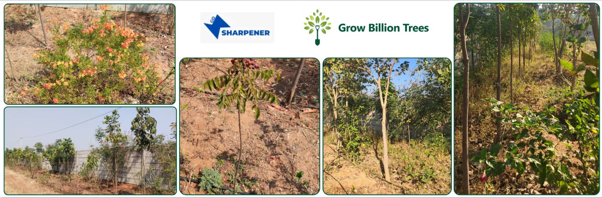 GoSharpener: Empowering Young Minds to Drive Sustainable Action