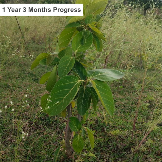 Sustainable Future: Senator Office Furniture India’s CSR – 1 year