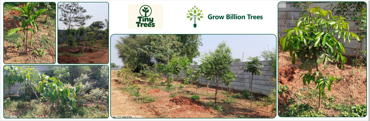 Tiny Trees: Growing Urban Forests, One Order at a Time