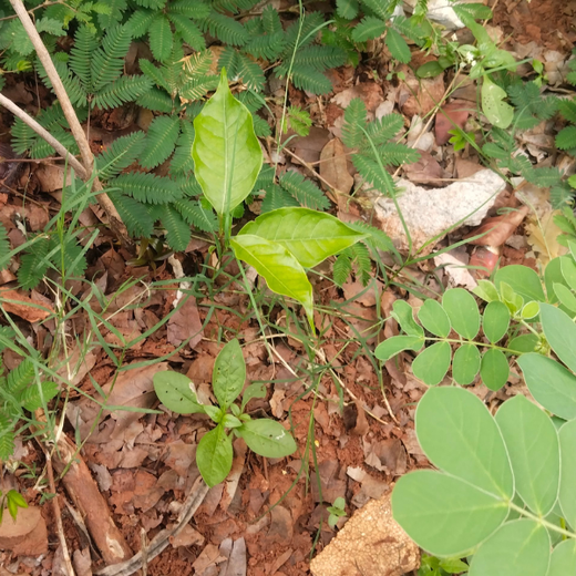 Innovation Meets Nature: Voya India’s Urban Forest for Employee Engagement – 1 year