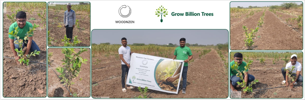 Sustaining Tomorrow: WoodnZen’s Step Toward Ecological Balance