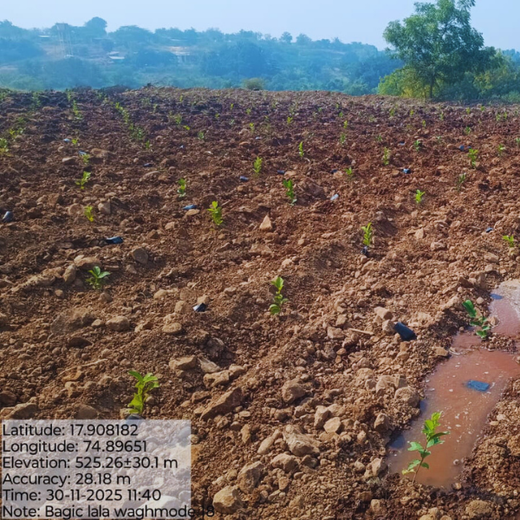 BAGIC’s ESG Initiative: Tree Plantation through Agroforestry – 6 months