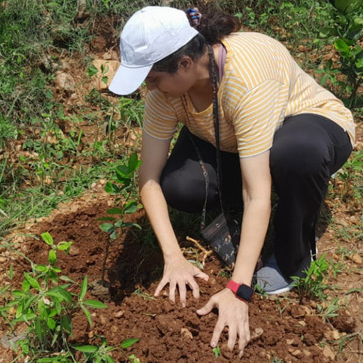 "Connecting Teams to Nature: Gensol Bengaluru’s Agroforest Commitment" – Planting