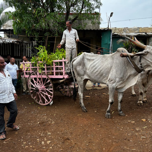 "Connecting Teams to Nature: Gensol Bengaluru’s Agroforest Commitment" – Planting
