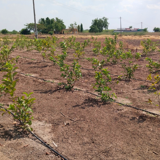 Eco-Impact in Action: VYMO’s Agroforest Plantation Drive – 6 months