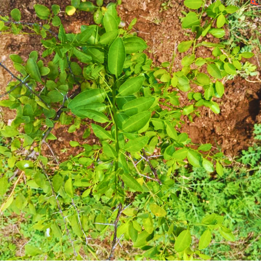Avyuktha’s First Birthday: Arun Sagar & Savithra’s Green Gift for Their Daughter – 1 year