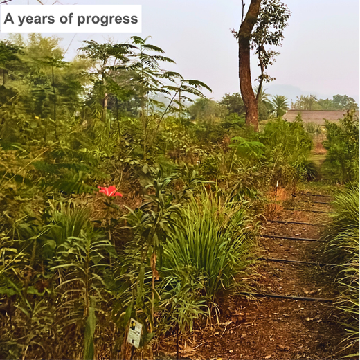Dolara Village Blossoms: Silox India’s Miyawaki Green Legacy – 3 years