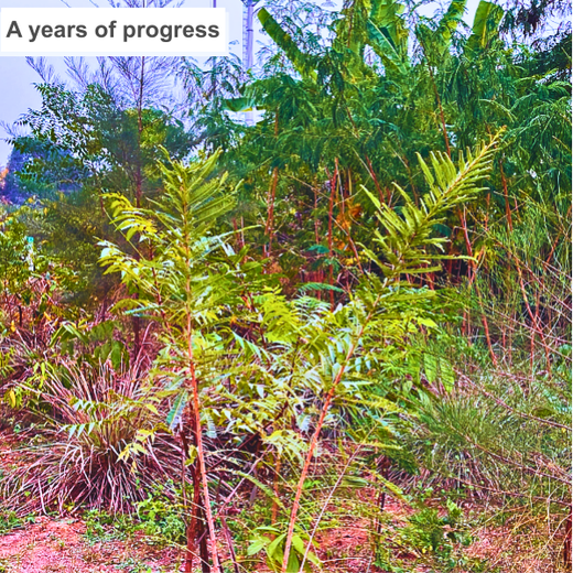 Silox India Miyawaki Tree Plantation School Initiative: Growing Green Futures – 2 years