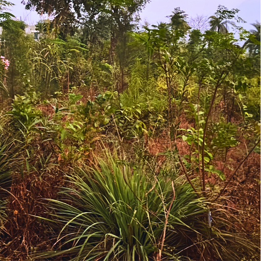 Dolara Village Blossoms: Silox India’s Miyawaki Green Legacy – 3 years