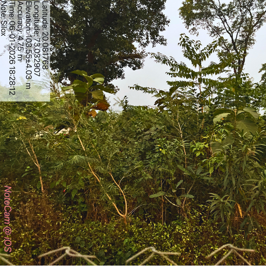 Dolara Village Blossoms: Silox India’s Miyawaki Green Legacy – 3 years