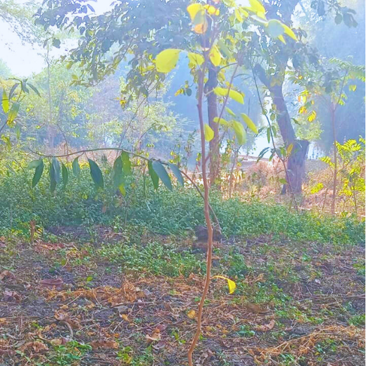 Transforming Cityscapes: Tata Communications’ Tree Plantation Drive – 1 year