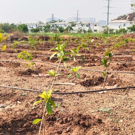 ABSYZ Consulting: Employees Uniting for a Sustainable Future – 1 year