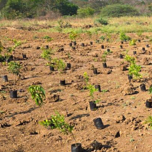 ABSYZ Consulting: Employees Uniting for a Sustainable Future – Planting