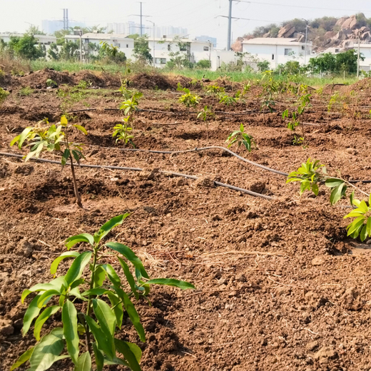 ABSYZ Consulting: Employees Uniting for a Sustainable Future – 1 year