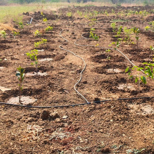 ABSYZ Consulting: Employees Uniting for a Sustainable Future – 1 year