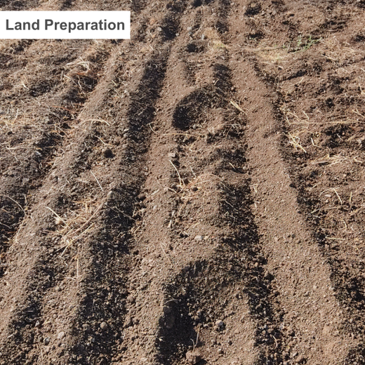 Azbil’s Agroforestry Action: Empowering Agroforests for a Sustainable Future – Planting