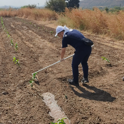Azbil’s Agroforestry Action: Empowering Agroforests for a Sustainable Future – Planting