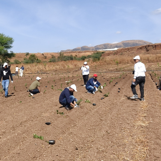 Azbil’s Agroforestry Action: Empowering Agroforests for a Sustainable Future – Planting