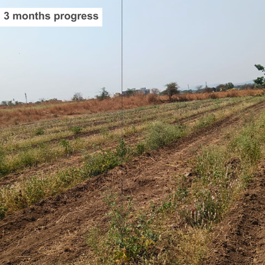 Azbil’s Agroforestry Action: Empowering Agroforests for a Sustainable Future – 6 months