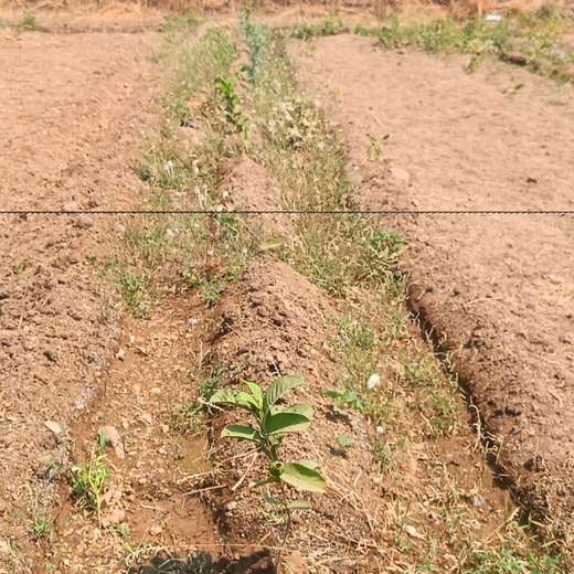 Azbil’s Agroforestry Action: Empowering Agroforests for a Sustainable Future – 6 months