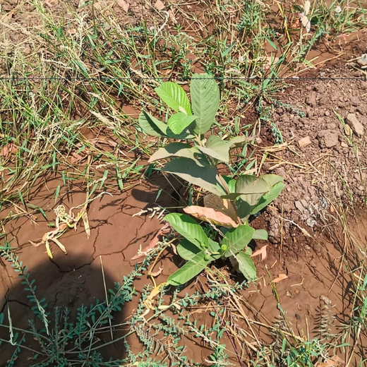 Azbil’s Agroforestry Action: Empowering Agroforests for a Sustainable Future – 6 months