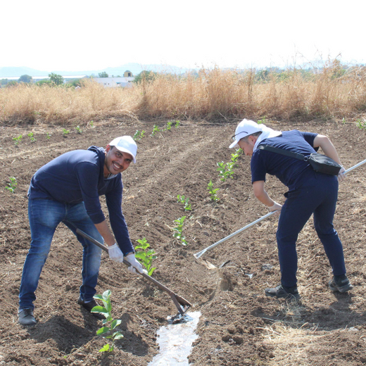 Azbil’s Agroforestry Action: Empowering Agroforests for a Sustainable Future – Planting