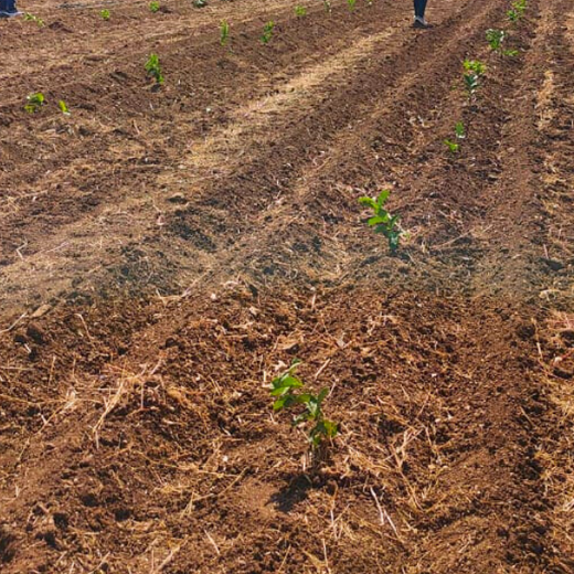 Azbil’s Agroforestry Action: Empowering Agroforests for a Sustainable Future – 6 months