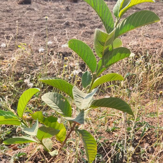 Azbil’s Agroforestry Action: Empowering Agroforests for a Sustainable Future – 6 months