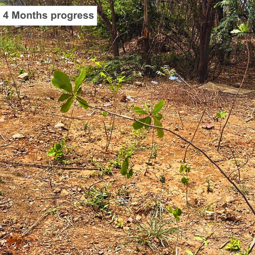 Together We Grow: Azbil India’s Employee-Led Urban Forest Project – 6 months