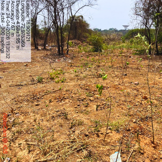 Together We Grow: Azbil India’s Employee-Led Urban Forest Project – 6 months
