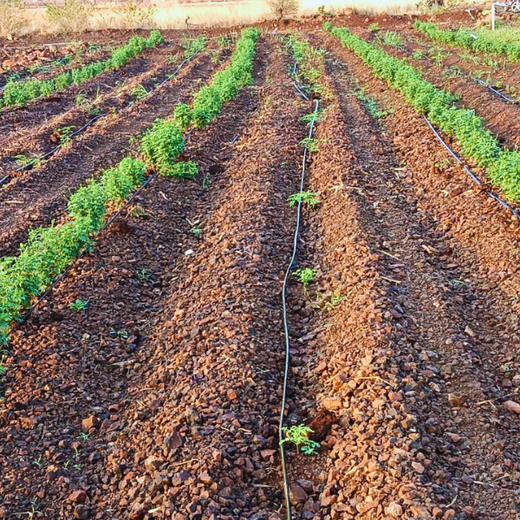 Synergy in Motion: Belden Connect 2026 Sustainability Initiative – 6 months