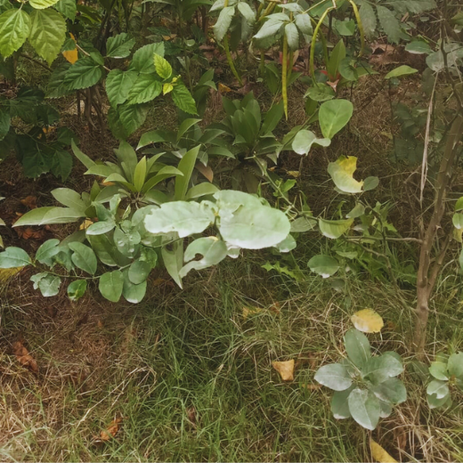 Celebrating Growth: Group of Friends Club's Women's Day Tree Planting – 1 year