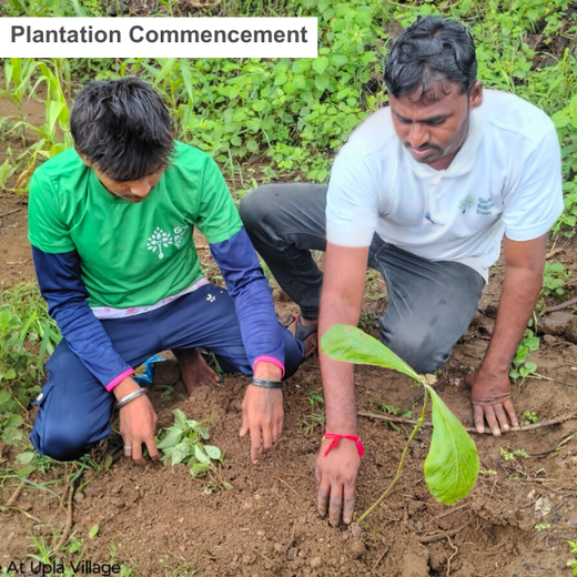 Imperealle: Skincare and Sustainability Rooted in Agroforestry – Planting