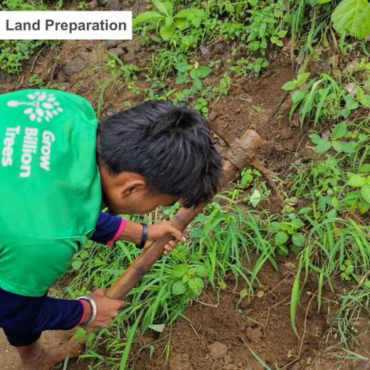 Imperealle: Skincare and Sustainability Rooted in Agroforestry – Planting