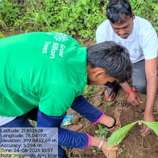 Imperealle: Skincare and Sustainability Rooted in Agroforestry – Planting