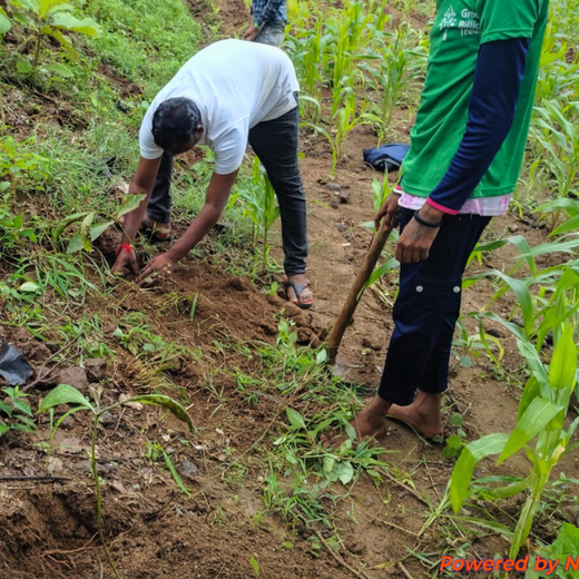 Imperealle: Skincare and Sustainability Rooted in Agroforestry – Planting